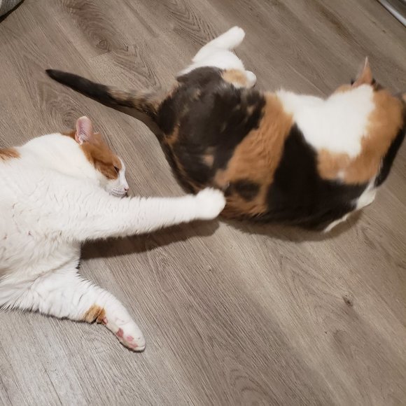 Meet your Posher, Tish - Picture 6 of 15